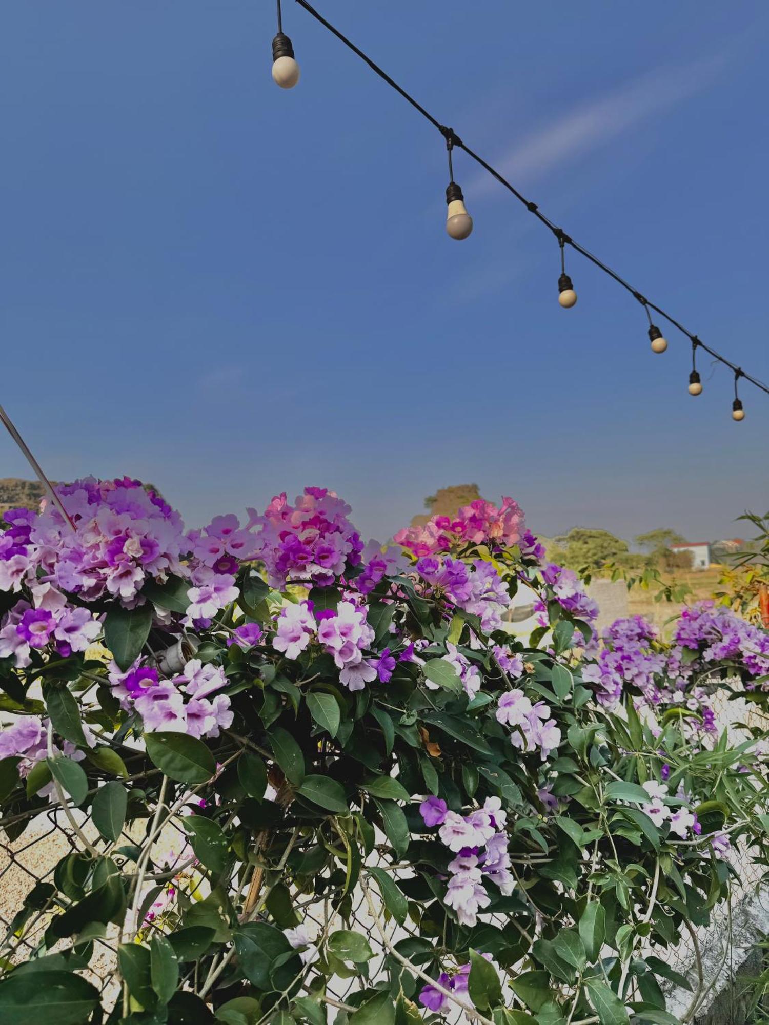 Rosa Garden Hotell Ninh Binh Eksteriør bilde