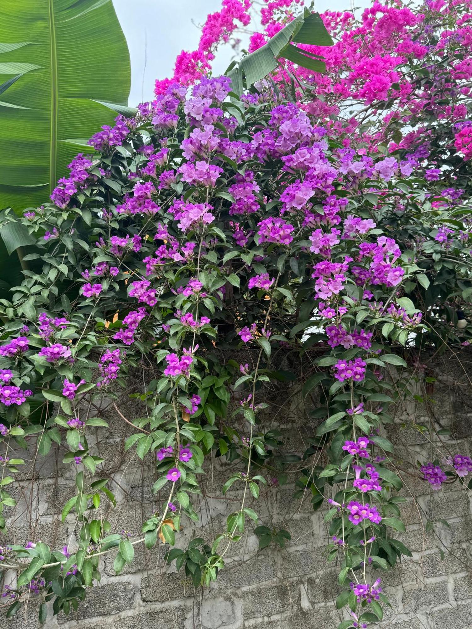 Rosa Garden Hotell Ninh Binh Eksteriør bilde